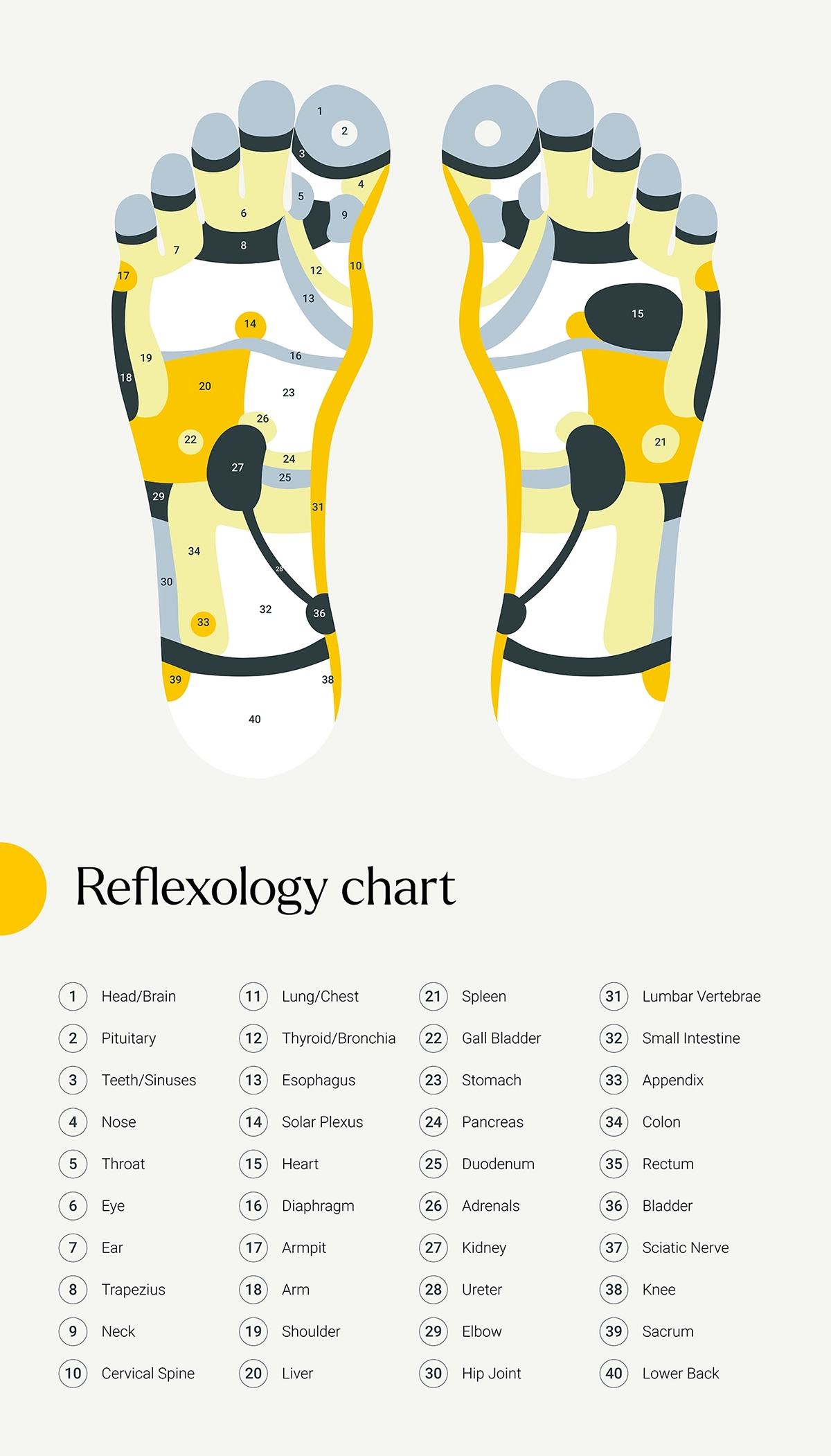 Reflexology foot chart illustrating pressure points and zones of body
