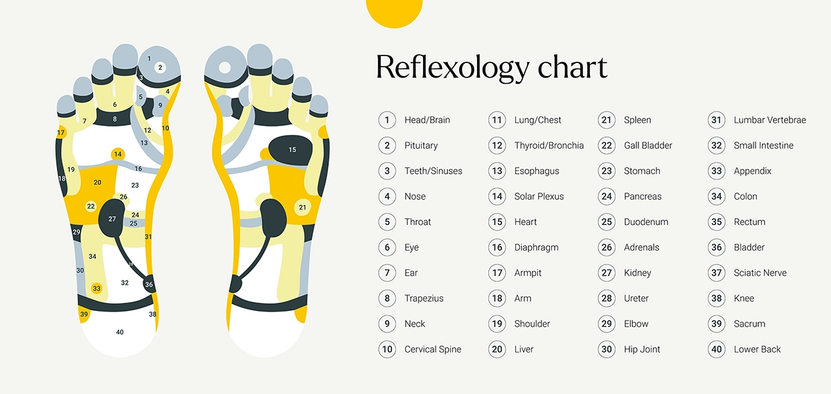 Zones of the feet in reflexology